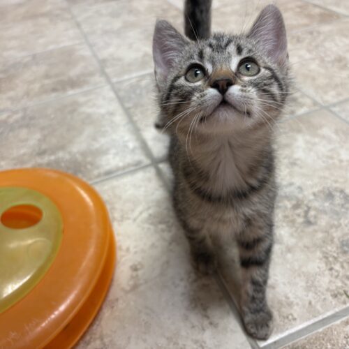 Little Susie, an adoptable Domestic Short Hair in Hays, KS, 67601 | Photo Image 4