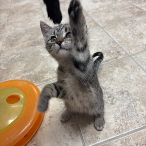 Little Susie, an adoptable Domestic Short Hair in Hays, KS, 67601 | Photo Image 5