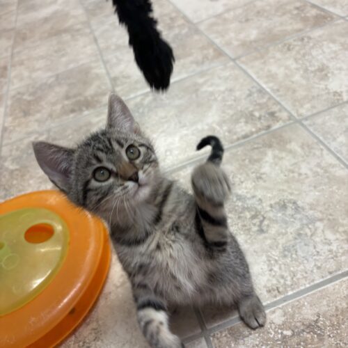 Little Susie, an adoptable Domestic Short Hair in Hays, KS, 67601 | Photo Image 6