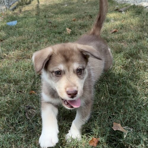 Toby