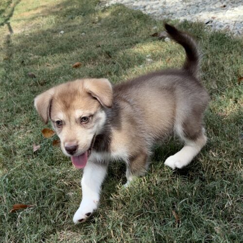 Toby