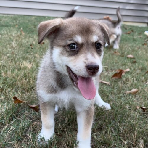 Toby