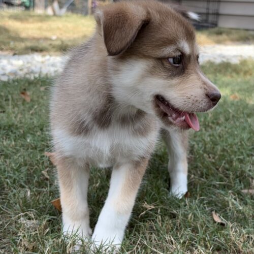 Toby