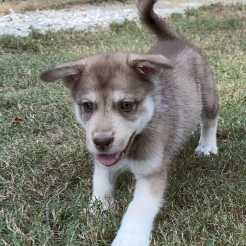 Toby