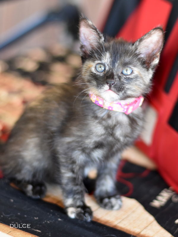 Dulce