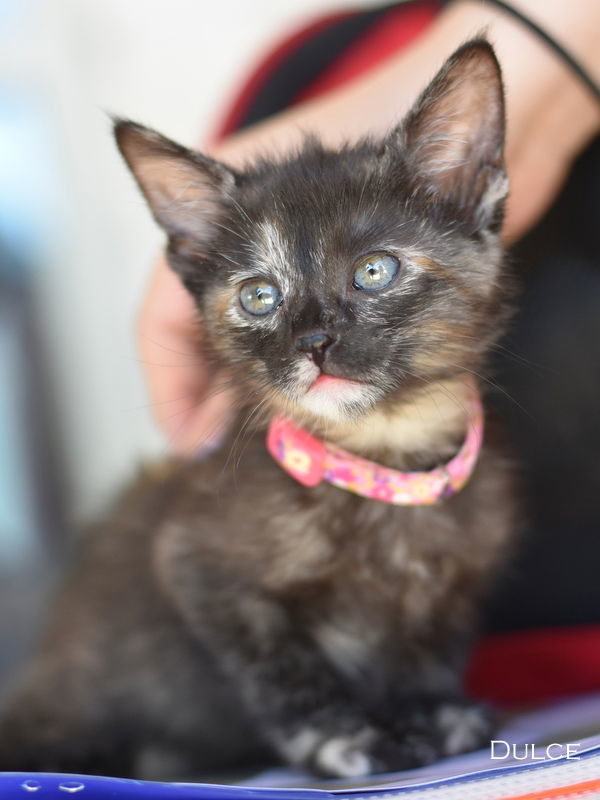Dulce