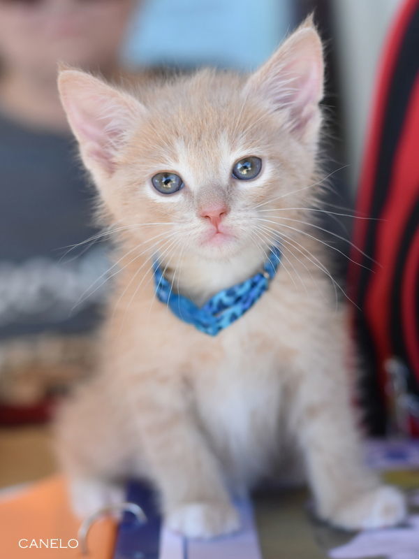 Canelo