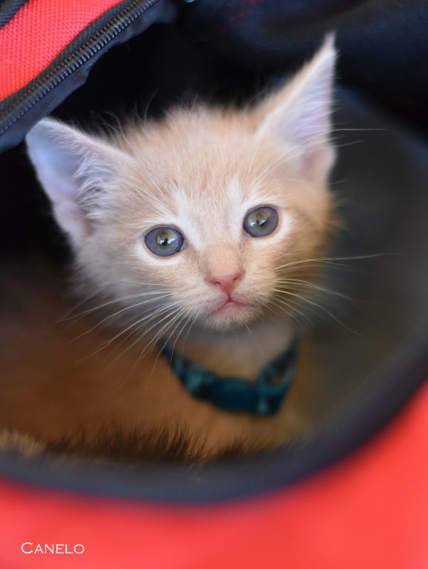 Canelo