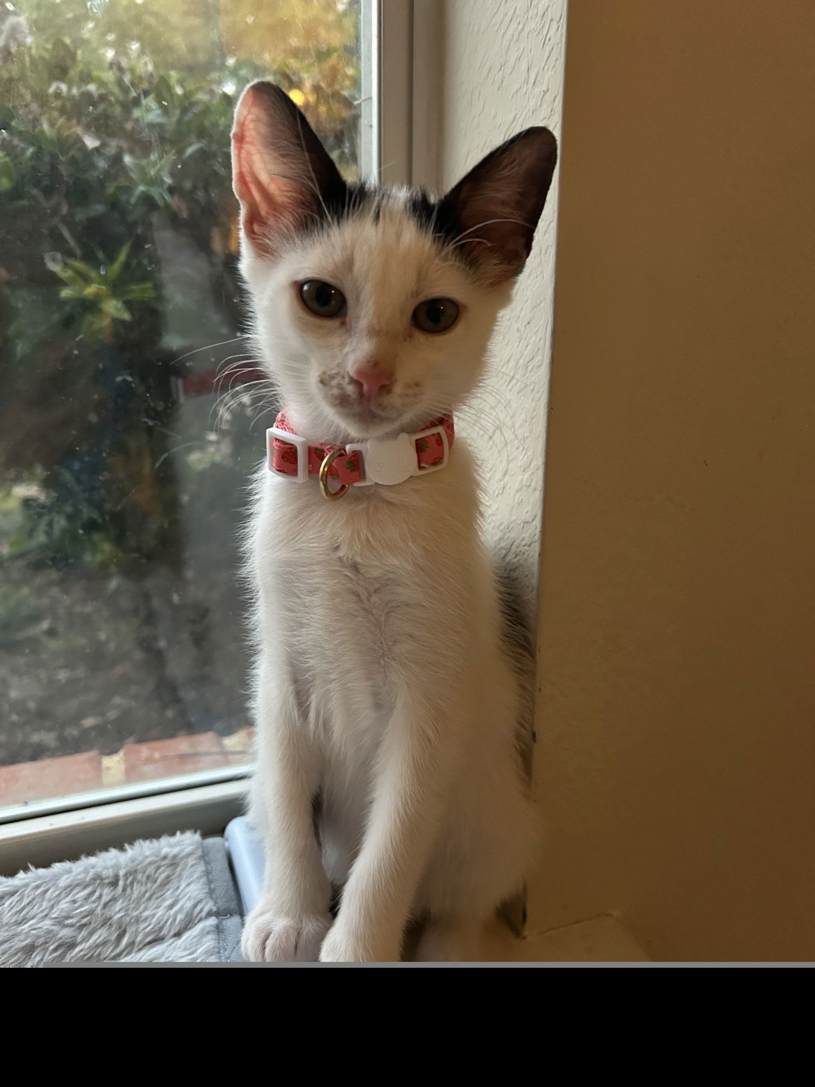 Marcus II (New Digs)