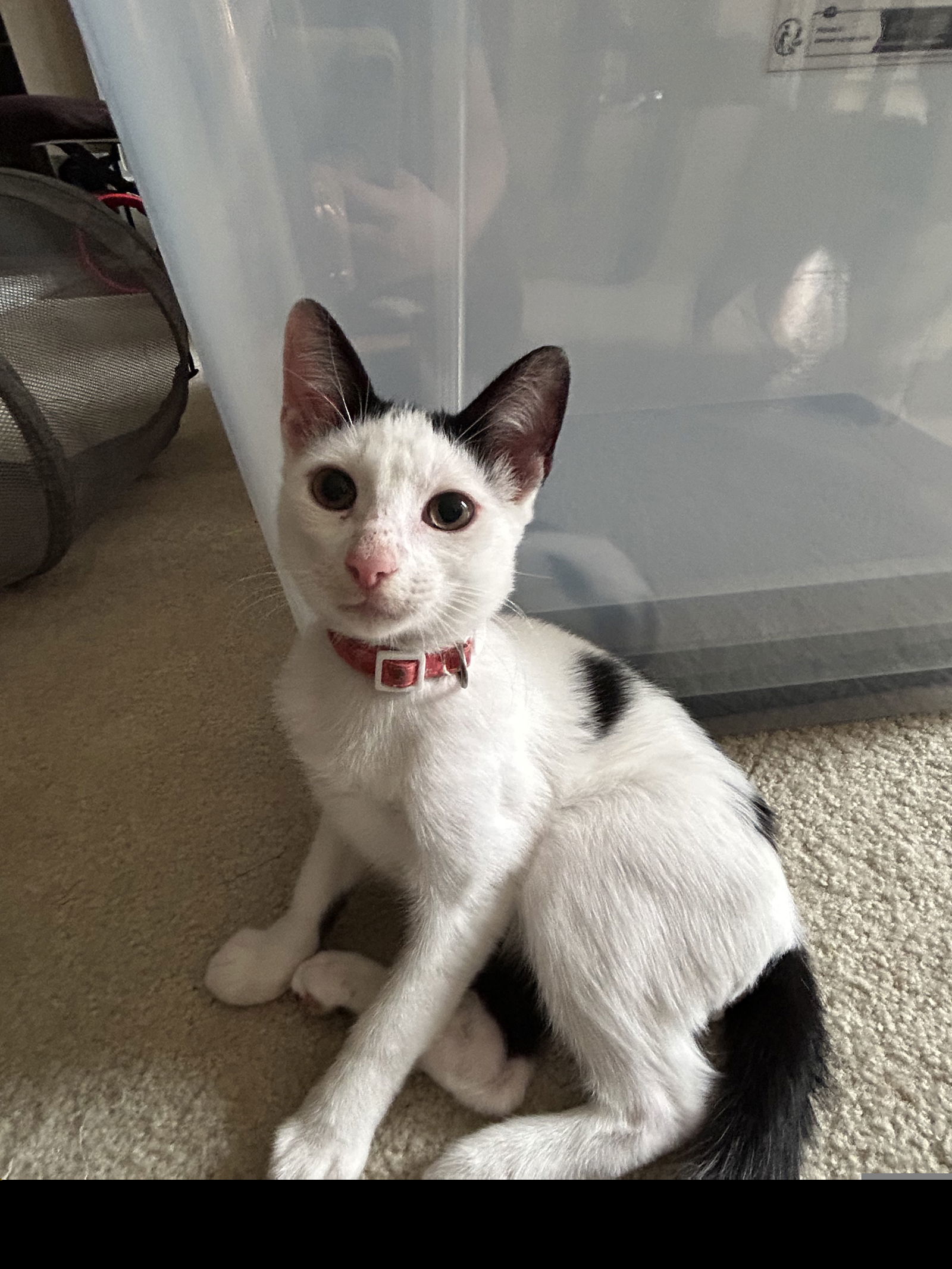 Marcus II (New Digs)