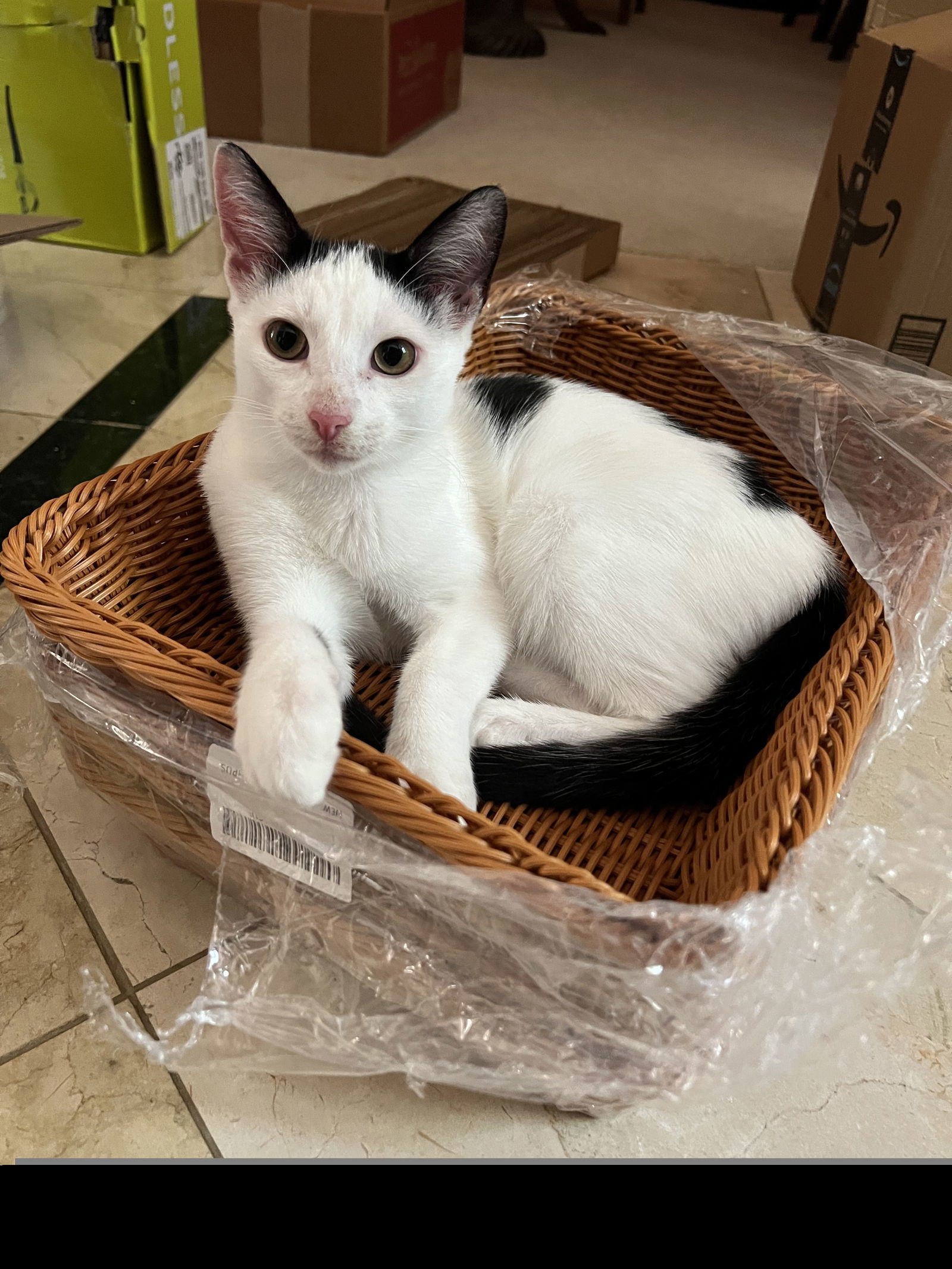 Marcus II (New Digs)