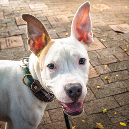 Pauly D., an adoptable Pit Bull Terrier, Mixed Breed in Honolulu, HI, 96826 | Photo Image 1