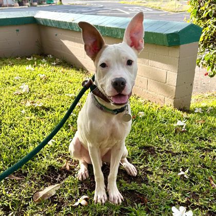 Pauly D., an adoptable Pit Bull Terrier, Mixed Breed in Honolulu, HI, 96826 | Photo Image 2