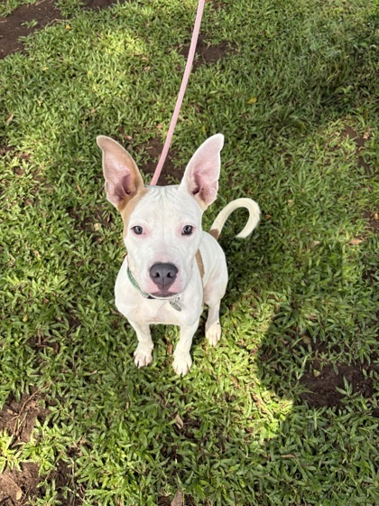 Pauly D., an adoptable Pit Bull Terrier, Mixed Breed in Honolulu, HI, 96826 | Photo Image 3