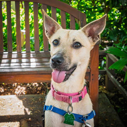 Trout, an adoptable Terrier, Mixed Breed in Honolulu, HI, 96826 | Photo Image 1