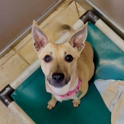 Trout, an adoptable Terrier, Mixed Breed in Honolulu, HI, 96826 | Photo Image 2