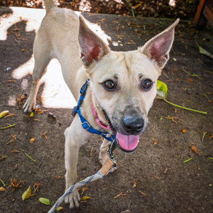 Trout, an adoptable Terrier, Mixed Breed in Honolulu, HI, 96826 | Photo Image 3