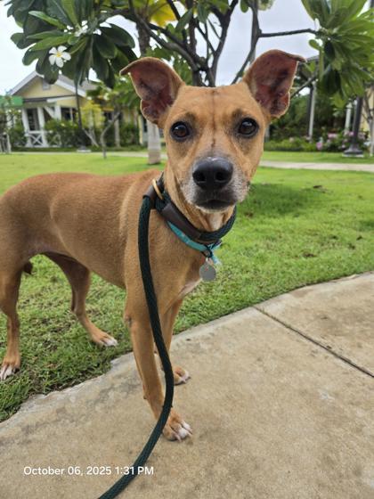 Honi Honi, an adoptable Rhodesian Ridgeback, Mixed Breed in Honolulu, HI, 96826 | Photo Image 1