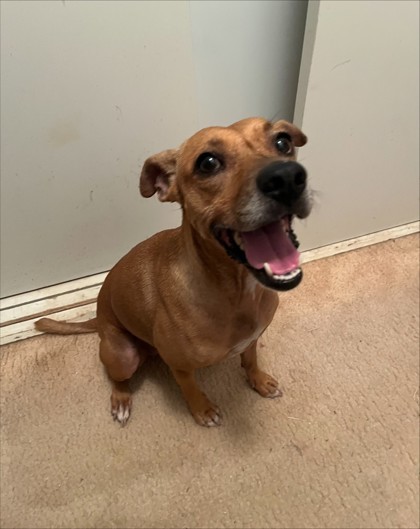 Honi Honi, an adoptable Rhodesian Ridgeback, Mixed Breed in Honolulu, HI, 96826 | Photo Image 2