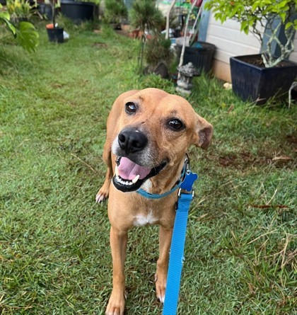 Honi Honi, an adoptable Rhodesian Ridgeback, Mixed Breed in Honolulu, HI, 96826 | Photo Image 3