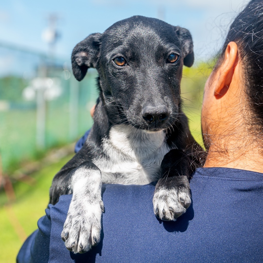 Galaxy, an adoptable Affenpinscher in Mangilao, GU, 96923 | Photo Image 1