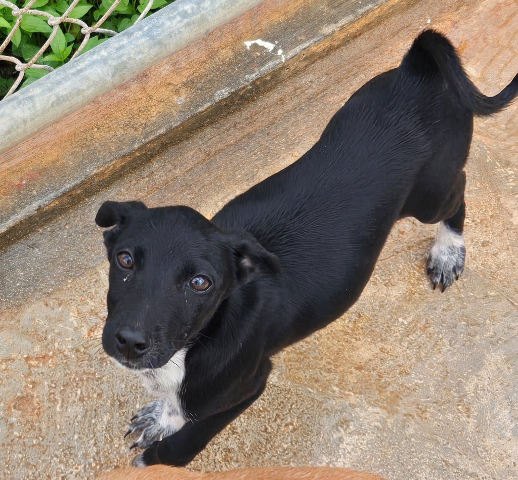 Galaxy, an adoptable Affenpinscher in Mangilao, GU, 96923 | Photo Image 2