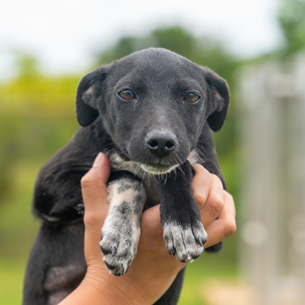 Galaxy, an adoptable Affenpinscher in Mangilao, GU, 96923 | Photo Image 3