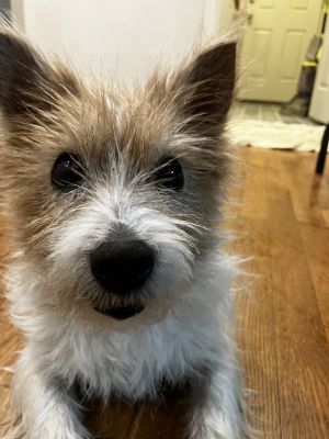 Dog for adoption - Bruin, a Terrier Mix in Broken Arrow, OK ...