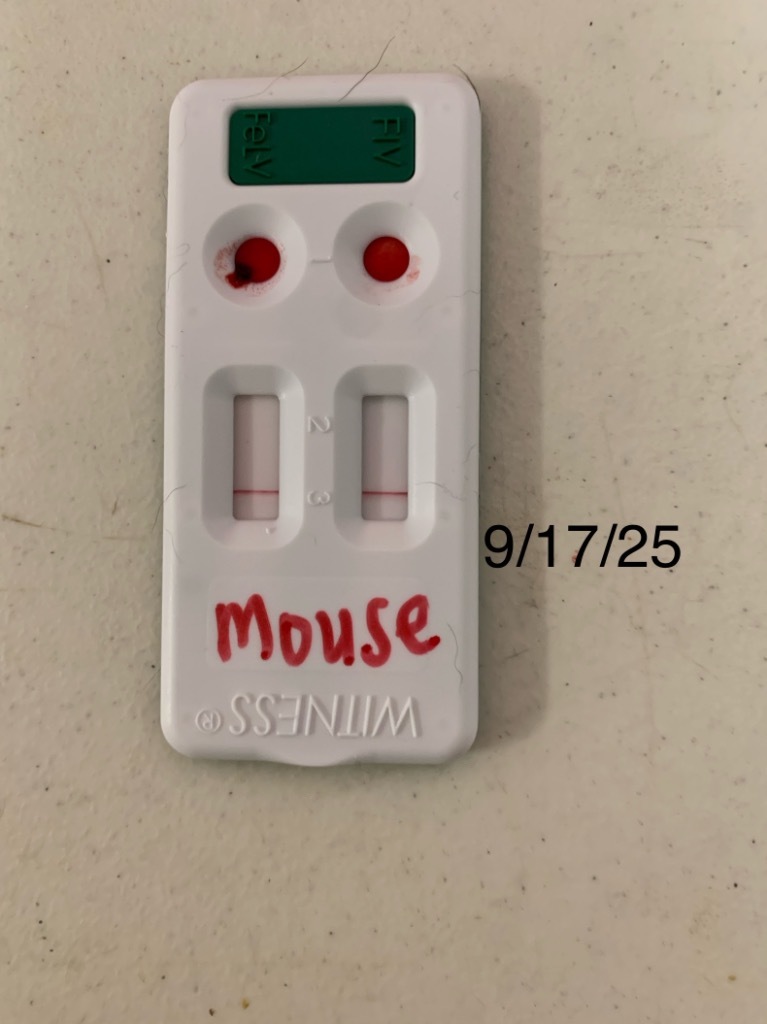 Mouse