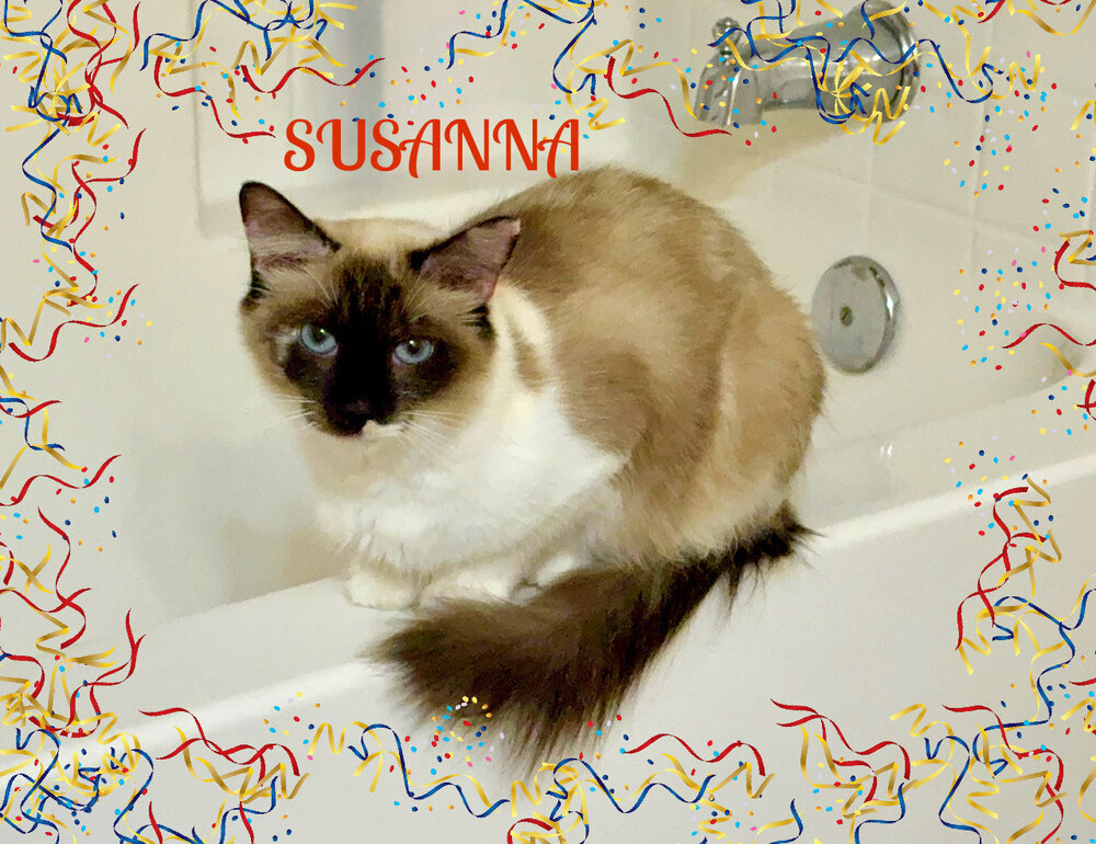 Susanna, an adoptable Ragdoll in Mooresville, NC, 28117 | Photo Image 1