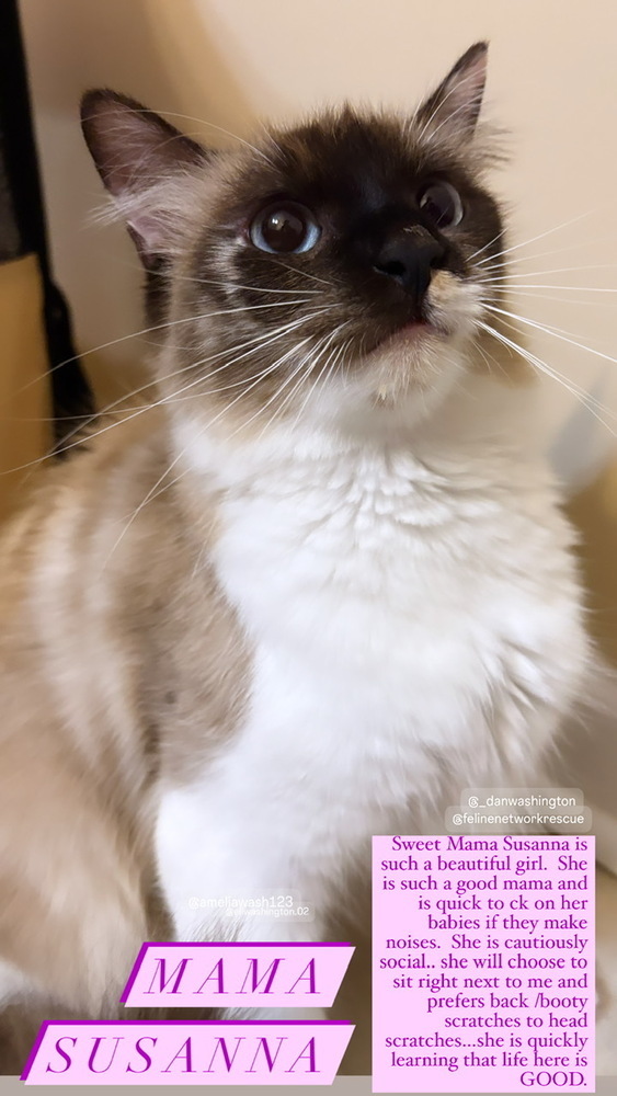 Susanna, an adoptable Ragdoll in Mooresville, NC, 28117 | Photo Image 2