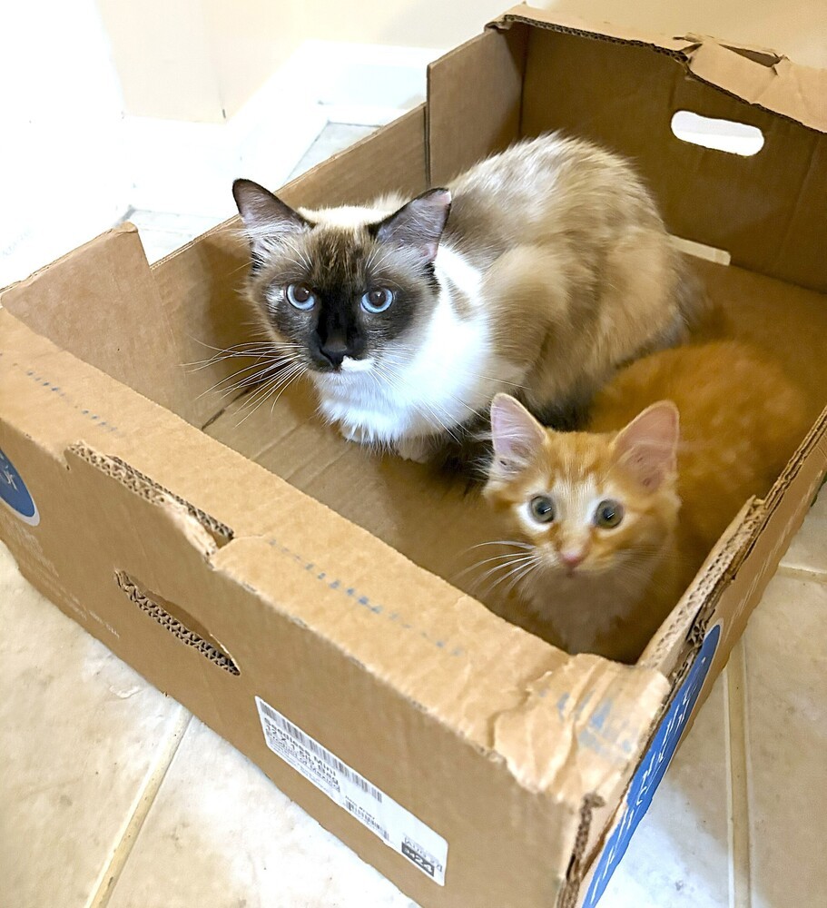 Susanna, an adoptable Ragdoll in Mooresville, NC, 28117 | Photo Image 3