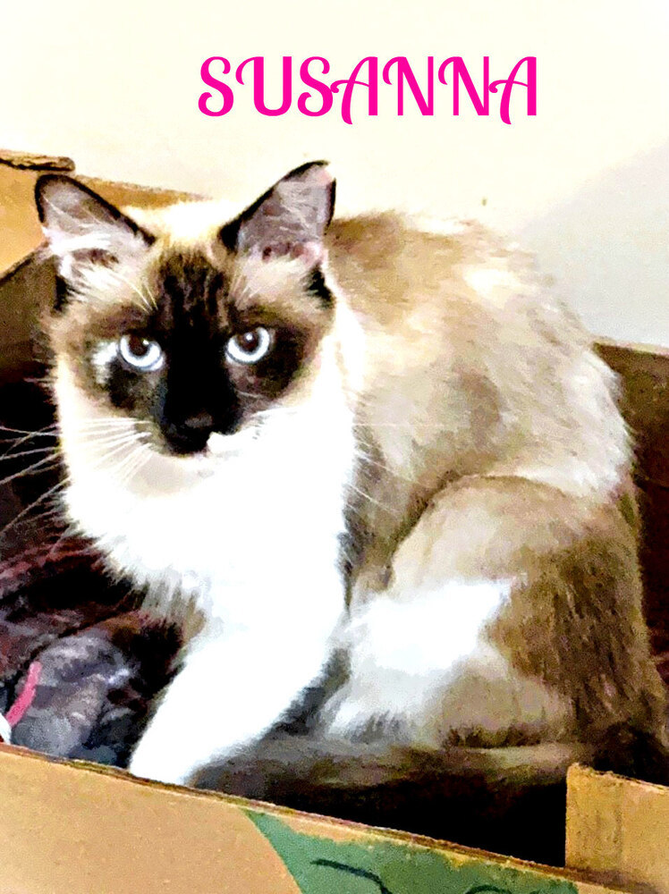 Susanna, an adoptable Ragdoll in Mooresville, NC, 28117 | Photo Image 4