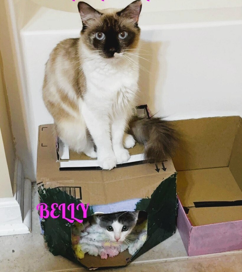 Susanna, an adoptable Ragdoll in Mooresville, NC, 28117 | Photo Image 5