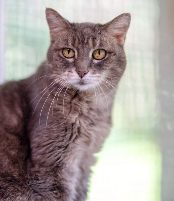 Soft Paws thumbnail 2