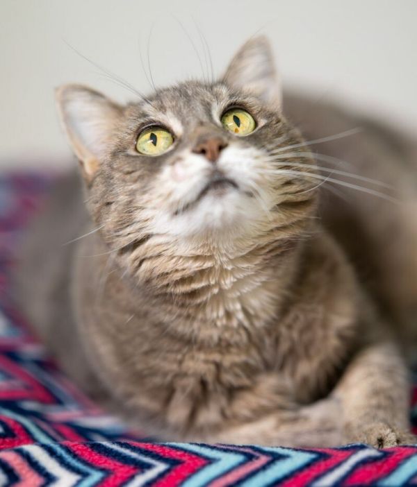 Soft Paws thumbnail 3