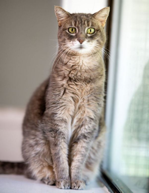 Soft Paws thumbnail 4