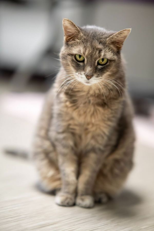 Soft Paws thumbnail 6