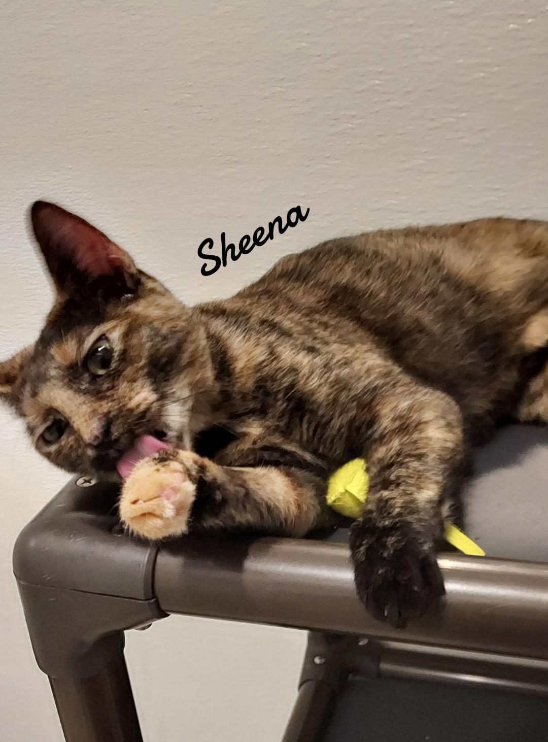 Sheena