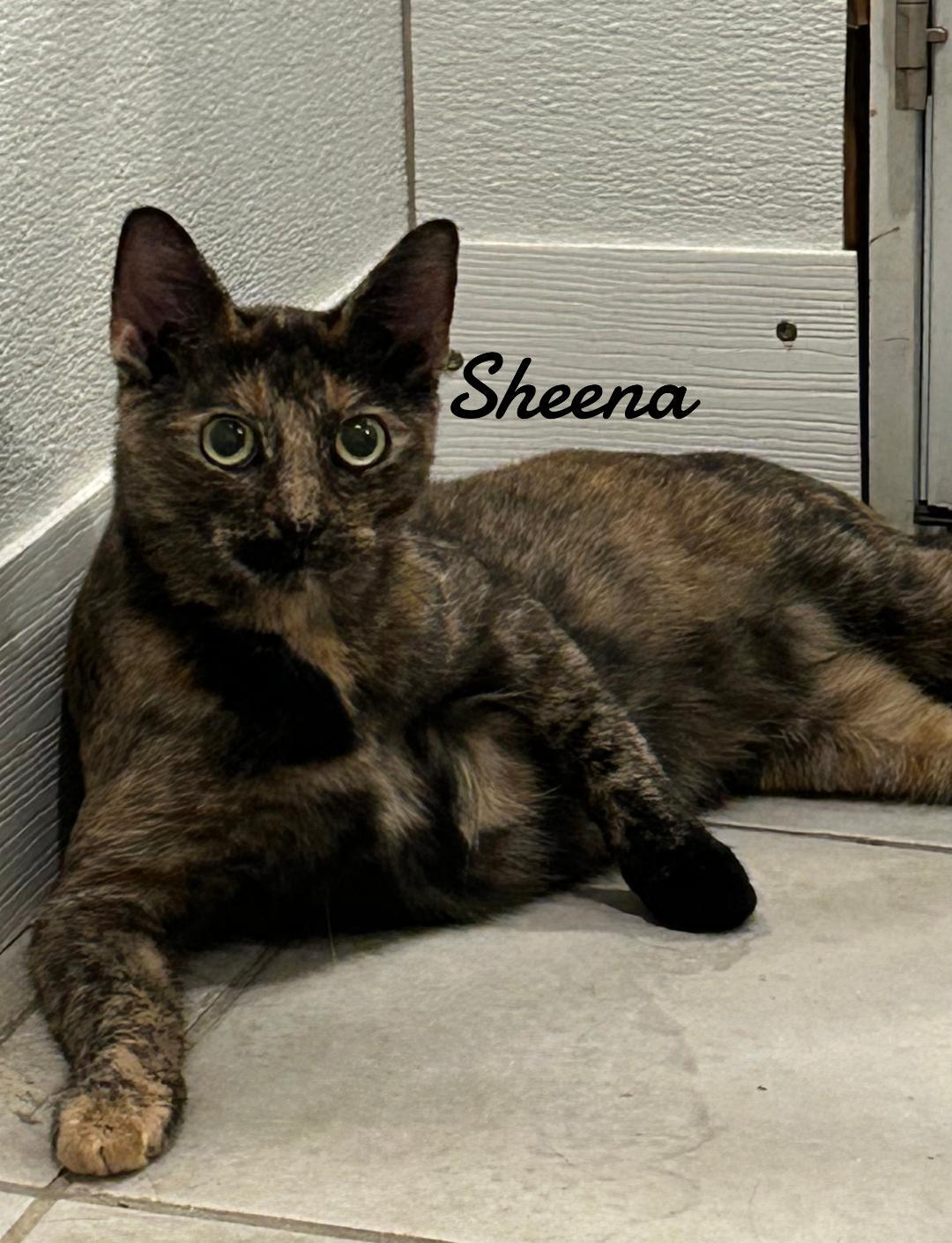 Sheena