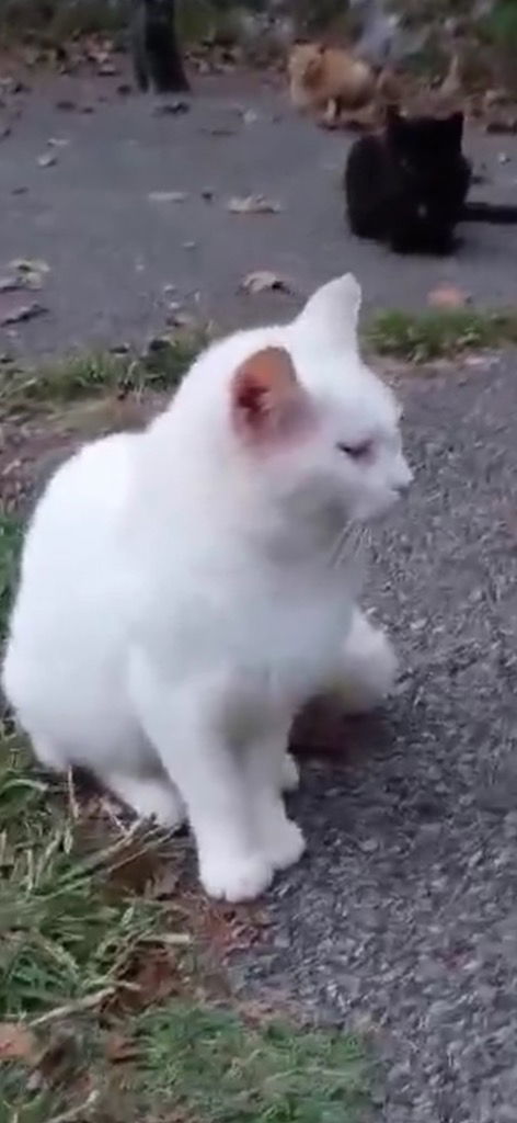 Victoria thumbnail 3