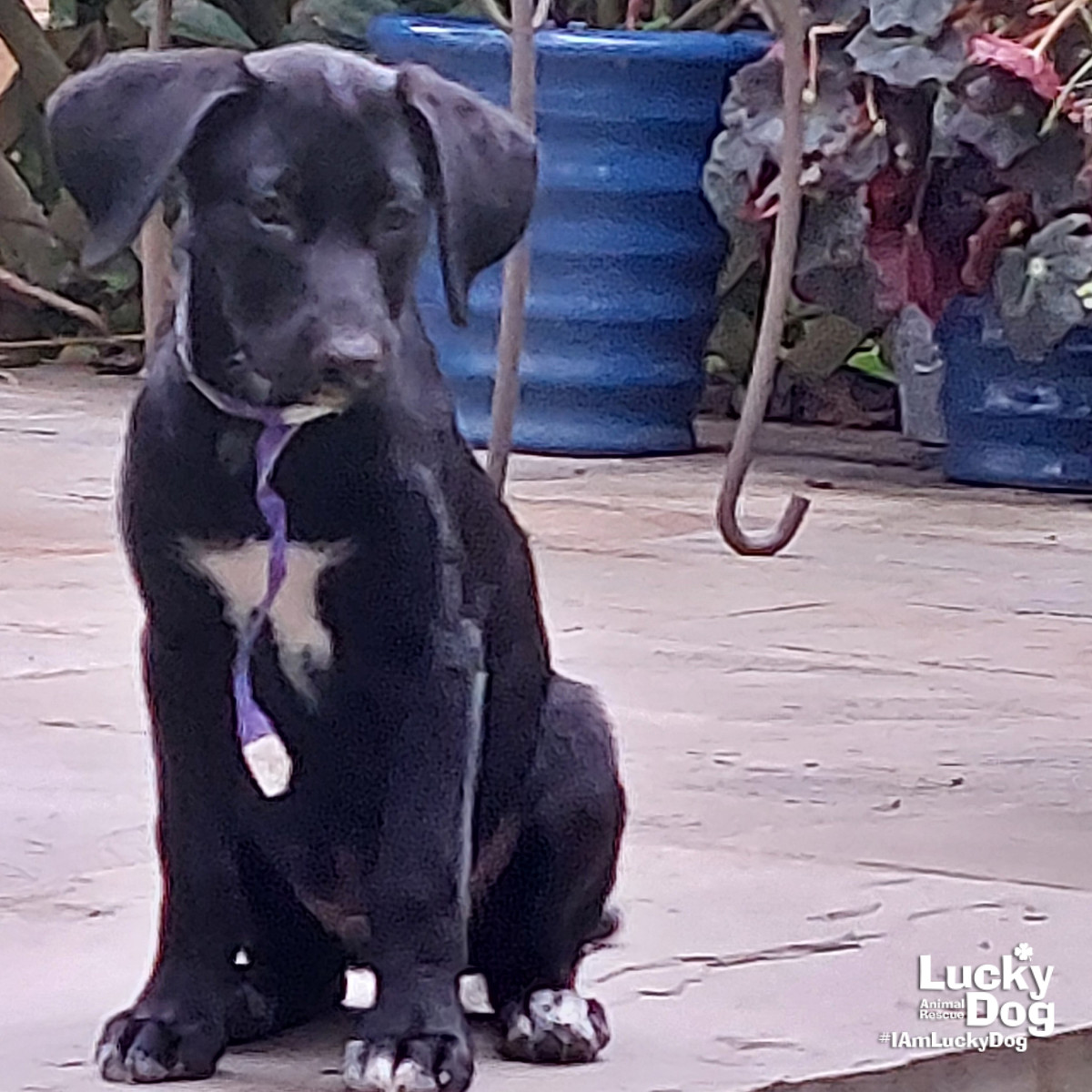 Bowie