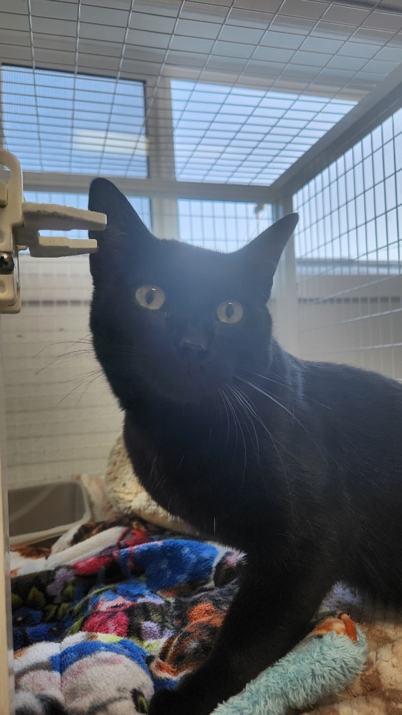 Cuddles, an adoptable Domestic Short Hair in Brookings, OR, 97415 | Photo Image 1