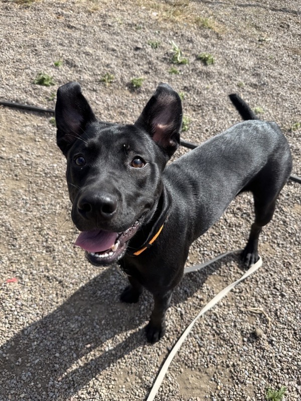 Christie, an adoptable Mixed Breed in Great Falls, MT, 59405 | Photo Image 1