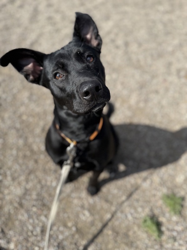Christie, an adoptable Mixed Breed in Great Falls, MT, 59405 | Photo Image 2