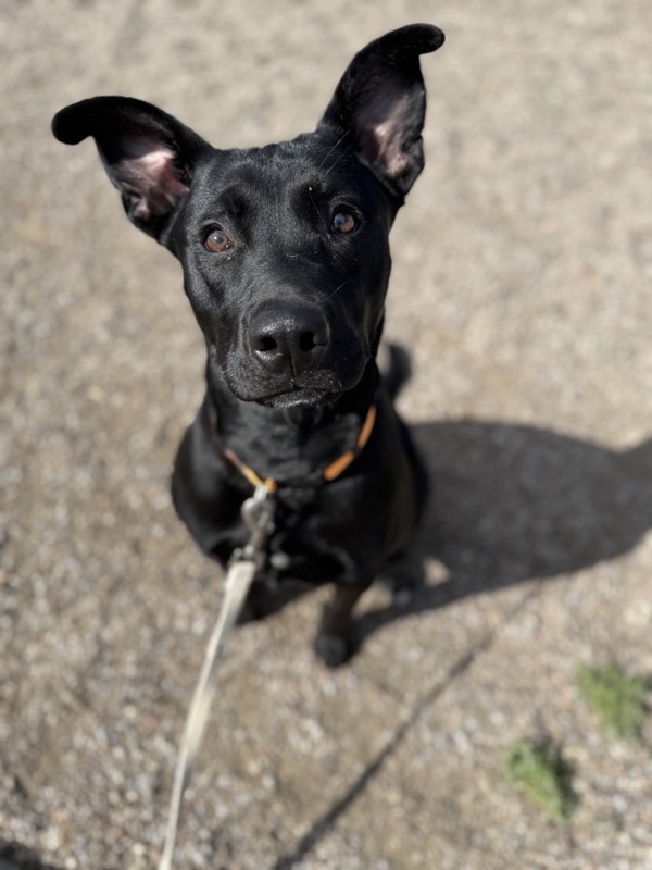 Christie, an adoptable Mixed Breed in Great Falls, MT, 59405 | Photo Image 3