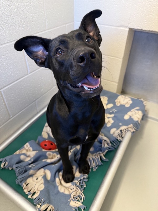 Christie, an adoptable Mixed Breed in Great Falls, MT, 59405 | Photo Image 4