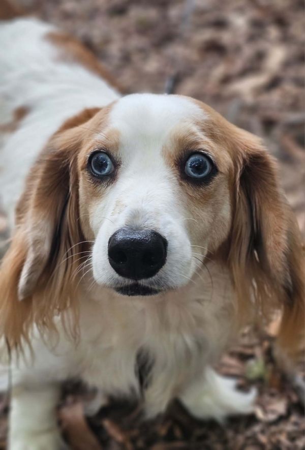 Maverick thumbnail 2