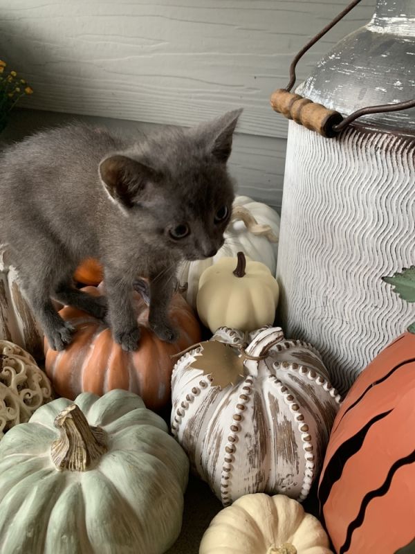 Thackary Binx thumbnail 3