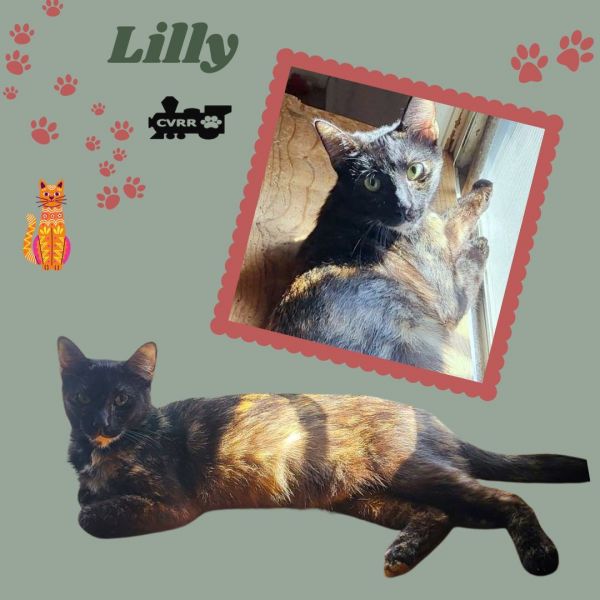 Lilly photo 1